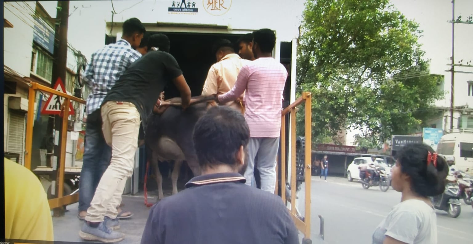 एकल  श्रीहरि गो  ग्राम योजना उतरी धनबाद की सड़कों पर ,आठ गाये गई गौशाला