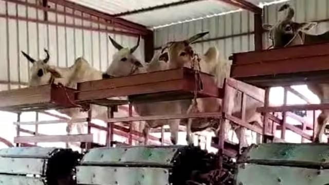 हां ,बैल भी कर सकते हैं बिजली का उत्पादन ,जानने के लिए पढ़िए यह रिपोर्ट