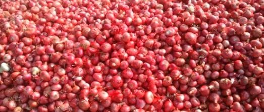 प्याज ने आंखों में आंसू लाना कर दिया शुरु, 57 फीसदी तक बढ़ी कीमतें, जानिए सरकार बफर स्टॉक से दिलायेगी कैसे निजात