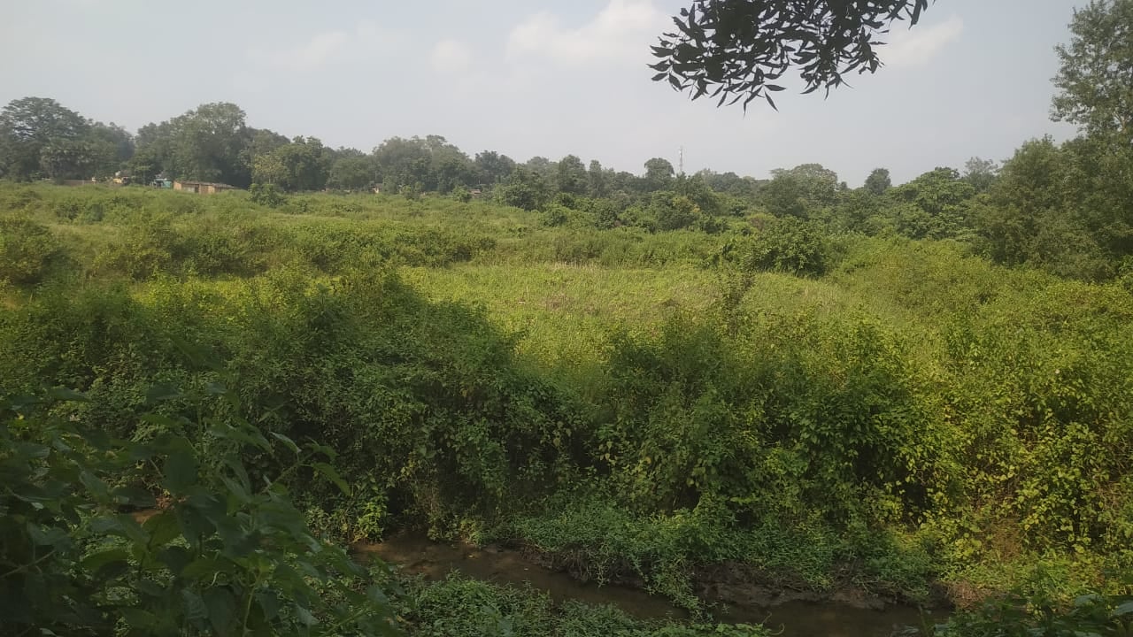 बोकारो: सरकारी उदासीनता के कारण कई तालाबों का अस्तित्व खत्म, सैकड़ों मछुआरे परेशान