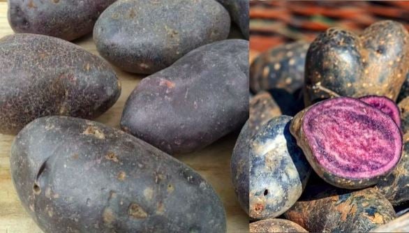 100 रुपए किलो बिक रहा यह आलू, सेहत के लिए है बेहद ही फायदेमंद, जानिए कैसे ये बाजार में बिकने वाले आलू से है अलग