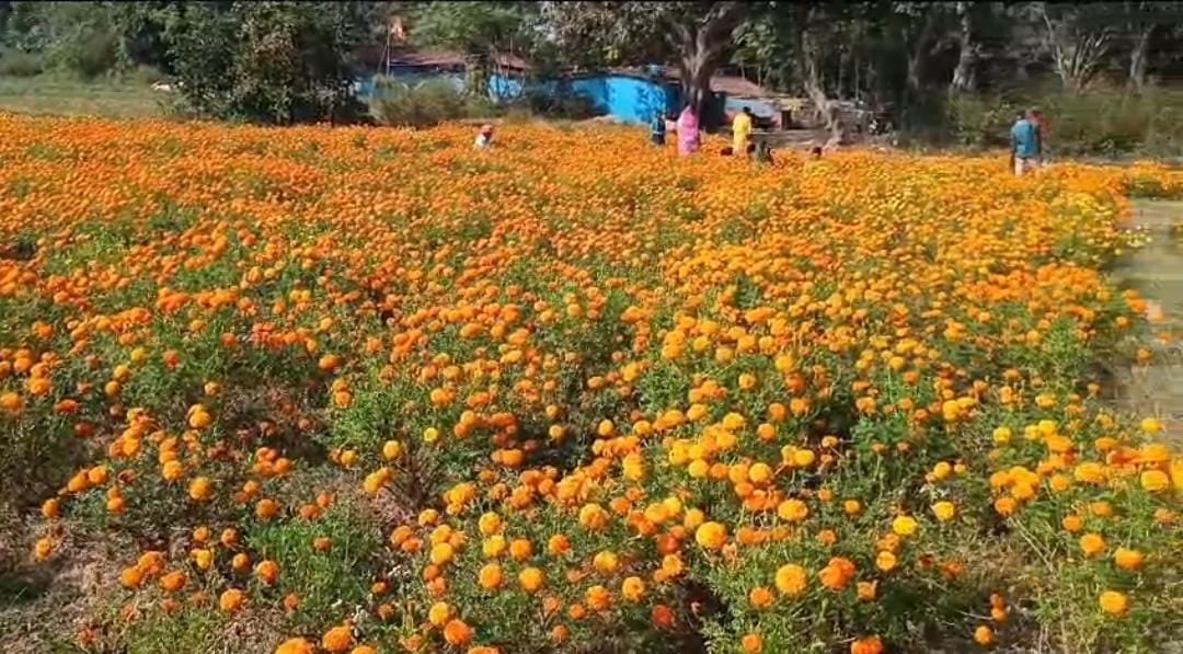 लोहरदगा में गेंदा फूल की खेती से मेहकी किसानों की जिंदगी! पढ़ें कैसे दूर हो रही है बेरोजगारी की समस्या