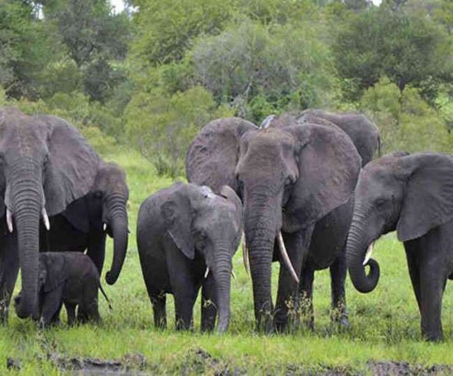 धनबाद की टुंडी में फिर हाथियों का उत्पात, ग्रामीण पूछ रहे सायरन योजना का क्या हुआ हुजूर?