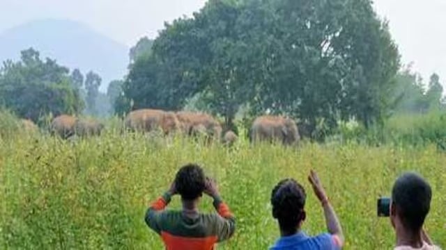 टुंडी के ग्रामीण पूछ रहे -हमने क्या गुनाह किया है हुजूर !!"यमराज" बने हाथियों से कब मिलेगा छूटकारा