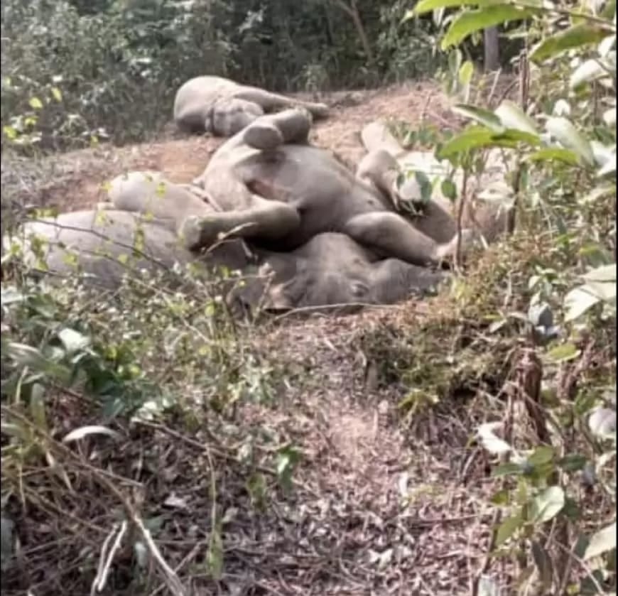 झारखंड में कैसे खतरे में है जल, जंगल, जमीन और जिंदगी, हाथी और आवारा पशु खतरा भी हैं और खतरे में भी