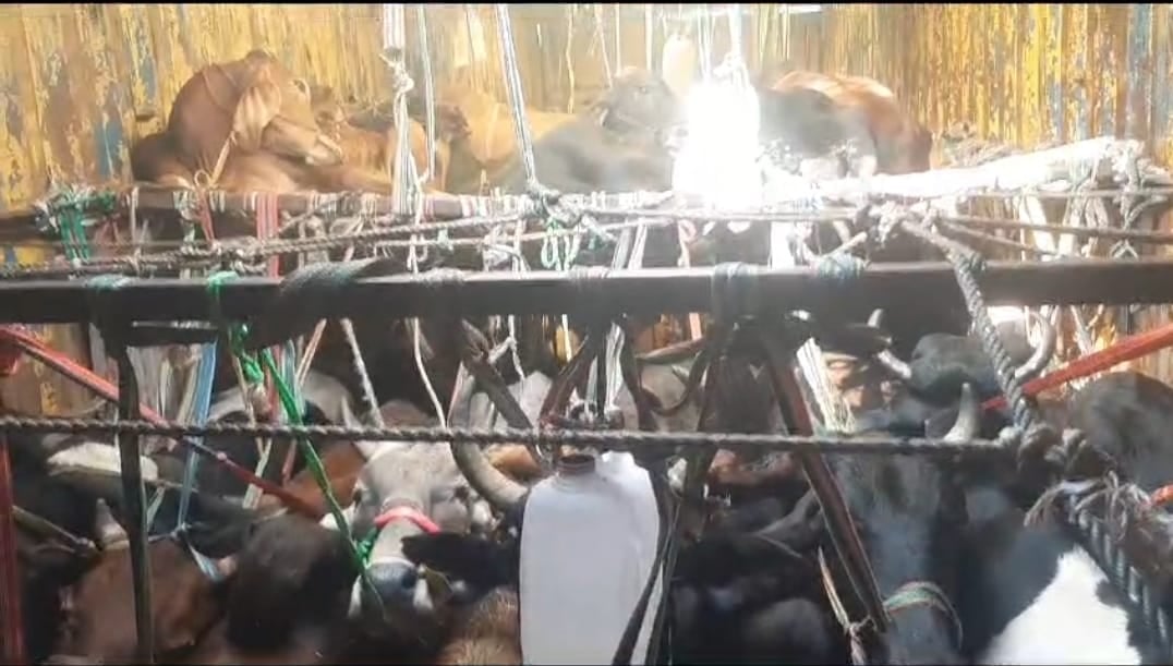 गिरिडीह पुलिस ने मवेशियों से लदे कंटेनर को पकड़ा, 8 तस्कर गिरफ्तार, पढ़ें विस्तार से