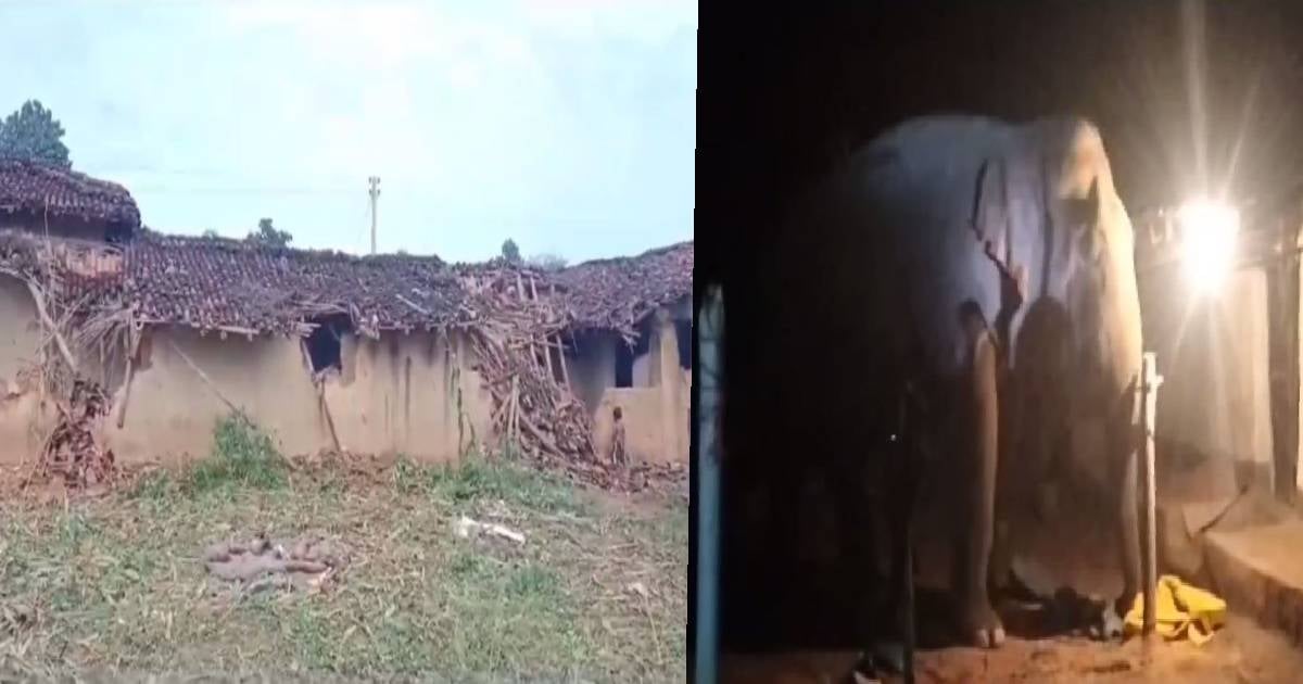 गढ़वा जिले में हाथियों का उत्पात जारी, अनाज, मवेशी सहित कई घरों को किया क्षतिग्रस्त