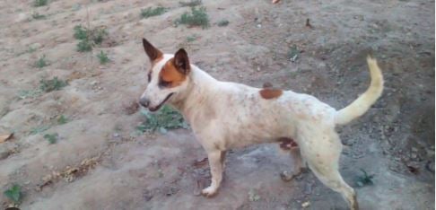 24 घंटे में 70 लोगों को पागल कुत्ते ने काटा, गांव-गांव घुमकर बना रहा आम लोगों को निशाना, जानिए कहां की है खबर