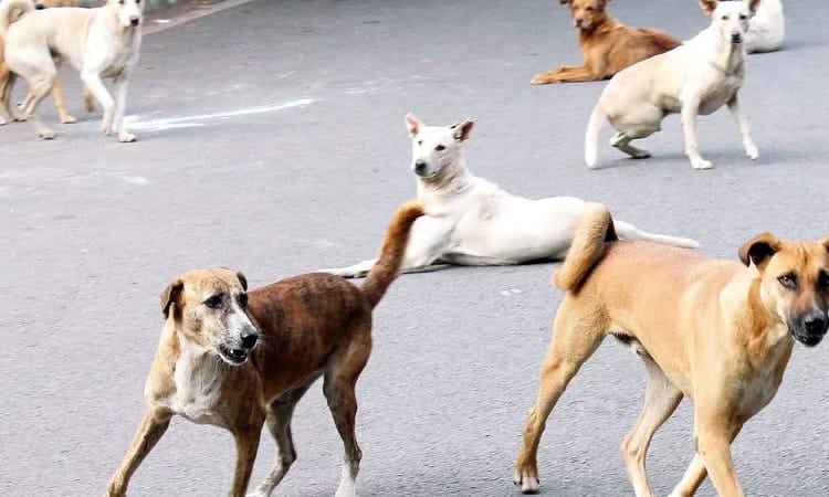 धनबाद में कुत्तों का आतंक:राजस्थान की कंपनी अब इनकी जन्म दर को करेगी नियंत्रित,जानिए किन शर्तो पर होगा काम