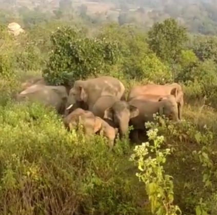 करीब घूम रहे दो दर्जन के जंगली हाथी, गुमला के इस इलाके में दहशत