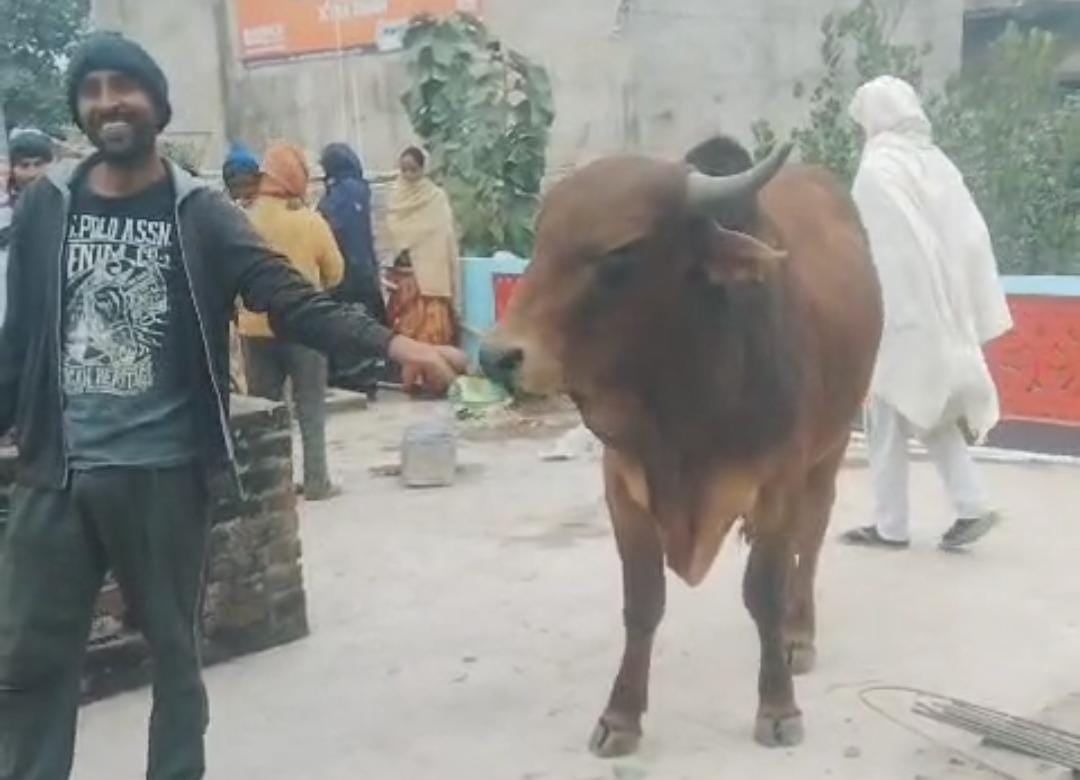 बिहार में हुई ऐसी घटना की हंस-हंसकर फूला लोगों का पेट!  जब छत पर चढ़ा सांड़, तो गांव में मचा बवाल