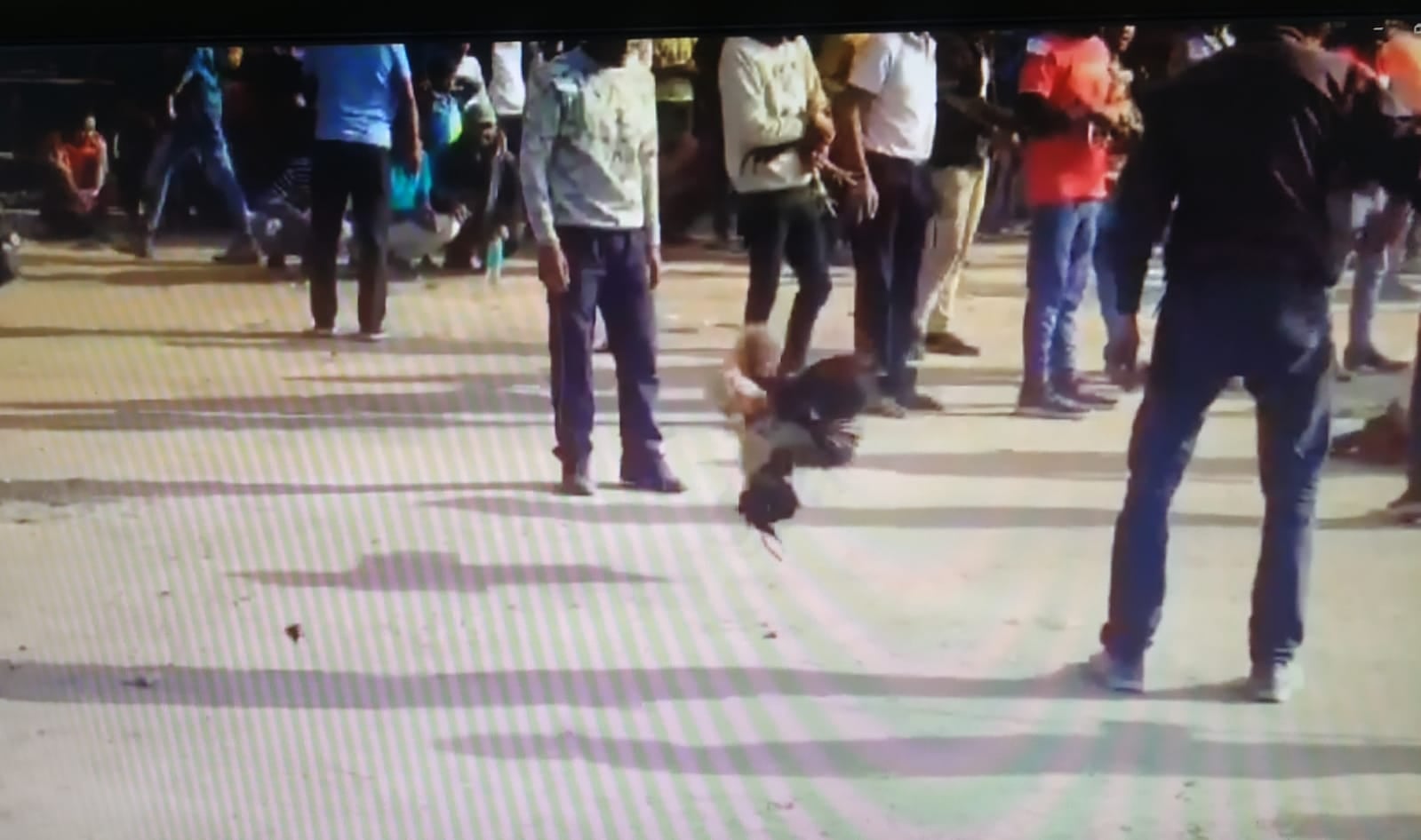 DHANBAD: बरोरा में जुटी थी भीड़ और देखिये कैसे लड़ रहे थे  लड़ाकू मुर्गे