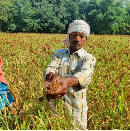 झारखंड में मिलेट्स मिशन, जानिए क्या है ये और हेमंत सरकार क्यों कर रही प्रोत्साहित
