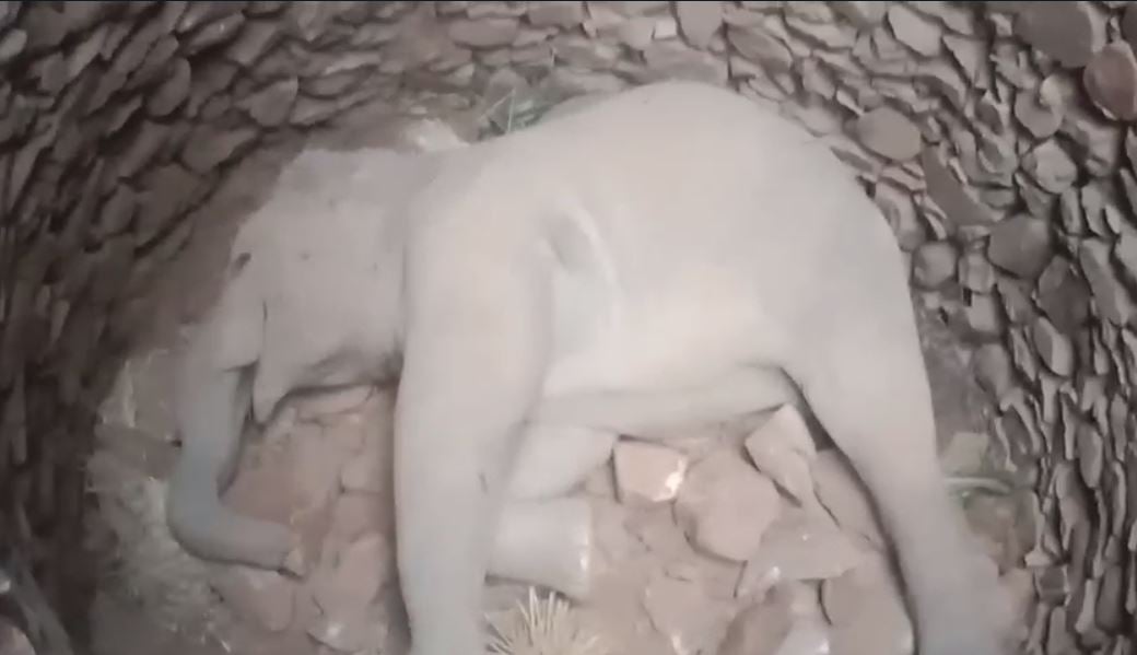 BREAKING : 37 घंटे तक कड़कड़ाती ठंड में गजराज ने दिखाया हौसला, आखिरकार तोड़ दिया दम