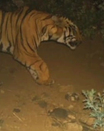 तेंदुआ के बाद अब बाघ की दहशत! गढ़वा के बेलचम्पा गांव में इंसानी बस्ती तक पहुंचा टाइगर, अलर्ट पर वन विभाग