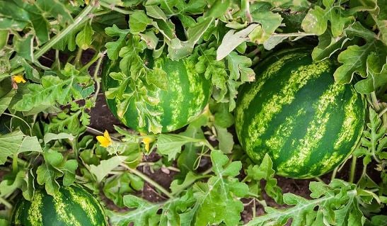 आर्गेनिक तरबूज से किसान संवारेंगे तकदीर, अन्नदाताओं ने नर्सरी में लगाए 99 हजार पौधे, पढ़िए पूरी खबर