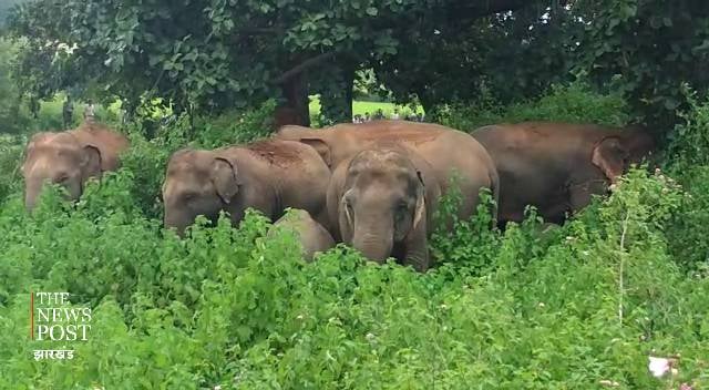 28 हाथियों का झुंड पहुंचा बसिया जंगल में, वन विभाग हुआ सक्रिय