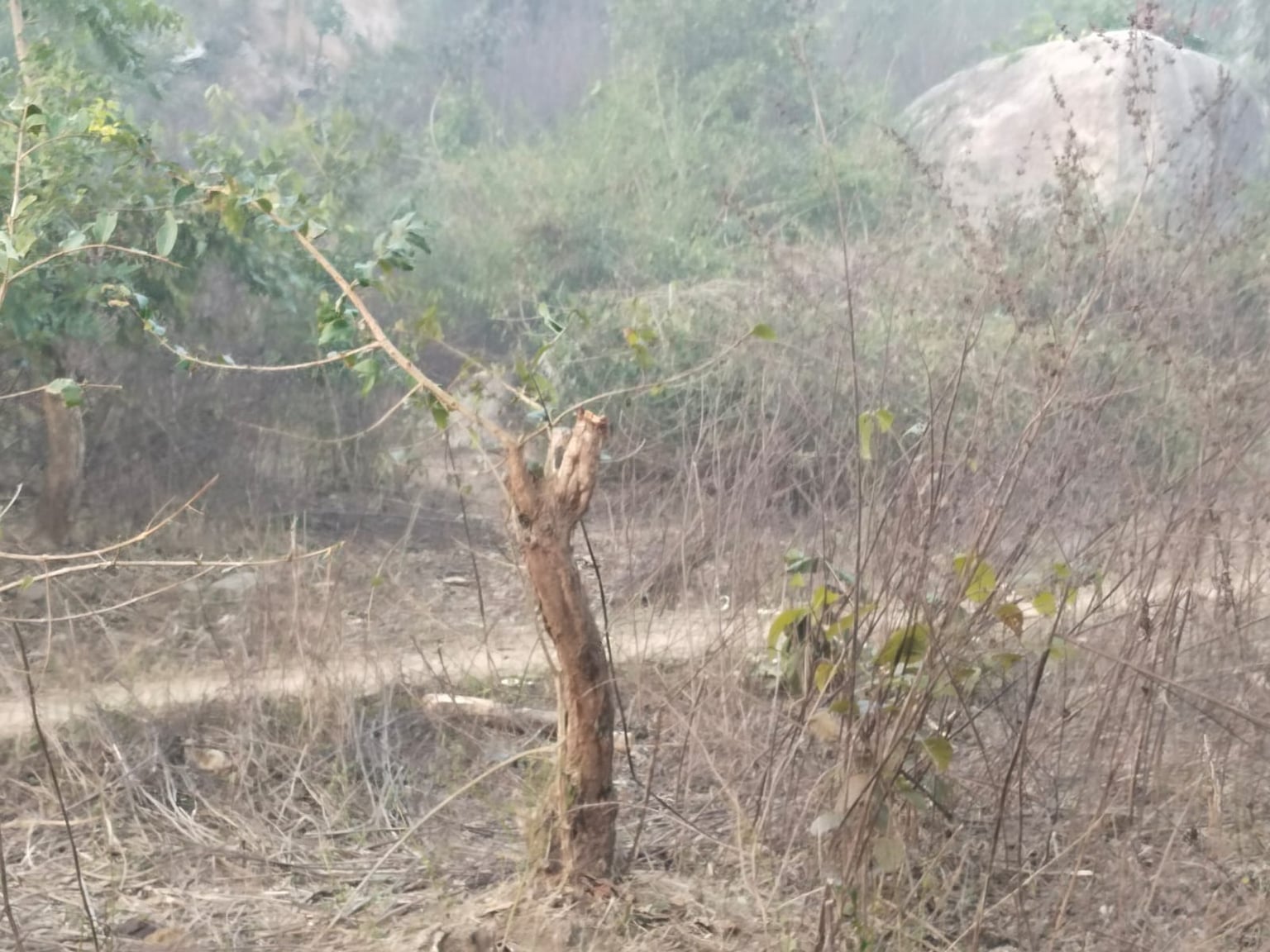 यहां पेड़ों की अंधाधुंध कटाई, सूचना के बाद भी प्रशासन नहीं करता कार्रवाई ! पढ़िए कहां की ये खबर