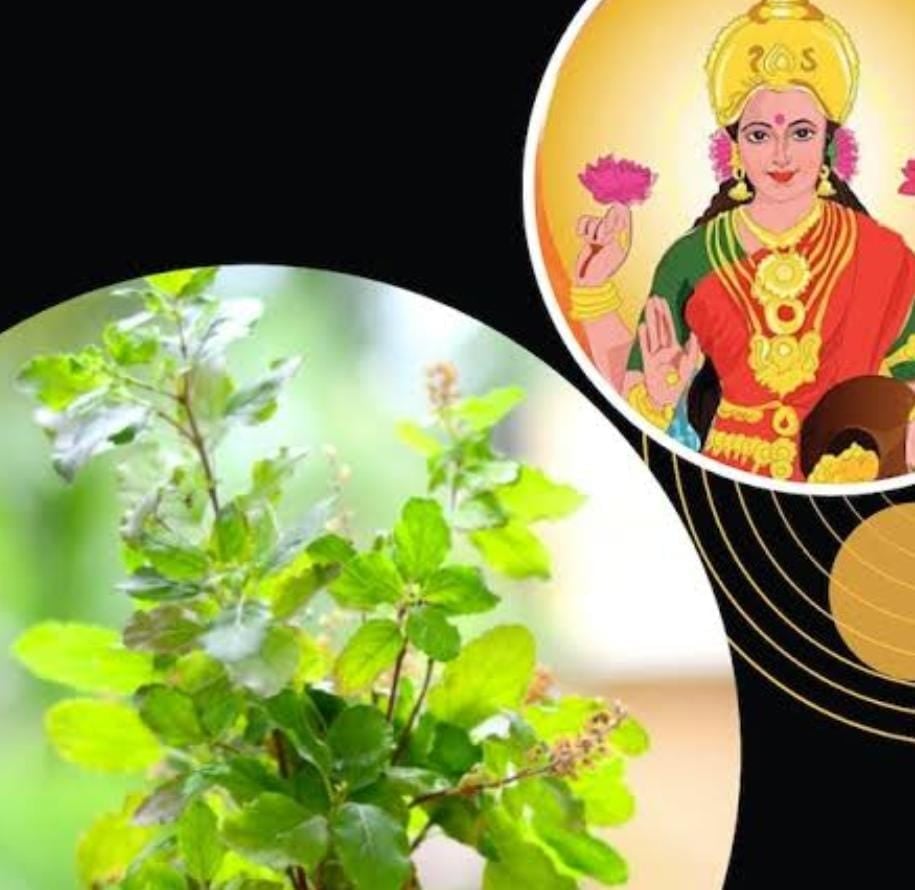 हो जाए सावधान!  6 फरवरी को होगा षटतिला एकादशी का व्रत! इस दिन भूलकर भी ना करें  ये काम, नहीं तो माता लक्ष्मी हो जायेंगी नाराज