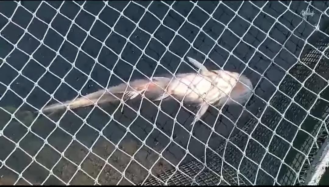 सरायकेला: रोजगार के नाम पर किसान मत्स्य मित्रों के साथ खानापूर्ती ! 20 दिनों के अंदर ही मरने लगी मछलियां, विभाग ने नहीं दी कोई जानकारी