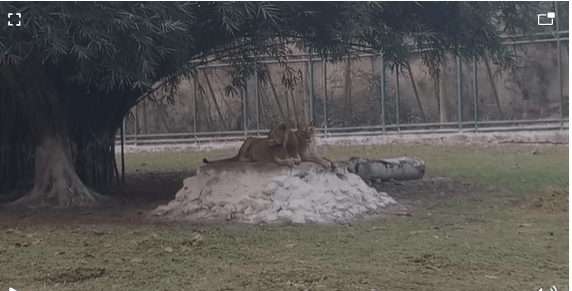 टाटा ज़ू :  अरसे बाद फिर गुलज़ार हुआ, अगले पांच सालों में होगा कायाकल्प