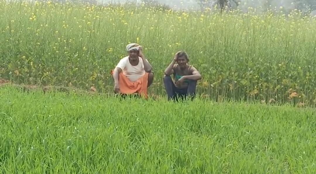 दुमका:फसलों को बर्बाद होता देख फटा अन्नदाताओं का कलेजा! फावड़ा और कुदाल लेकर करने लगे चेक डैम का निर्माण,पढ़ें पूरा मामला