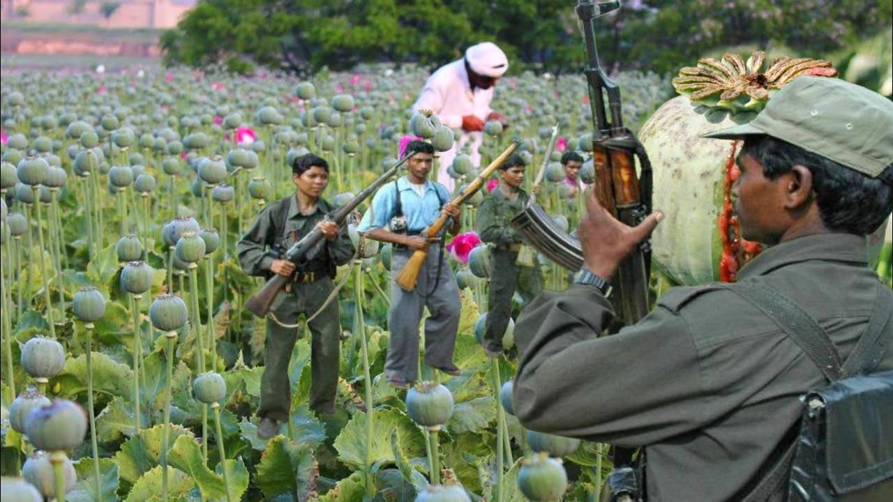 नक्सलियों का खतरनाक खेल! झारखंड के जंगली इलाकों में उगा रहे हैं अफीम, कार्रवाई करने पहुंची पुलिस पर फायरिंग