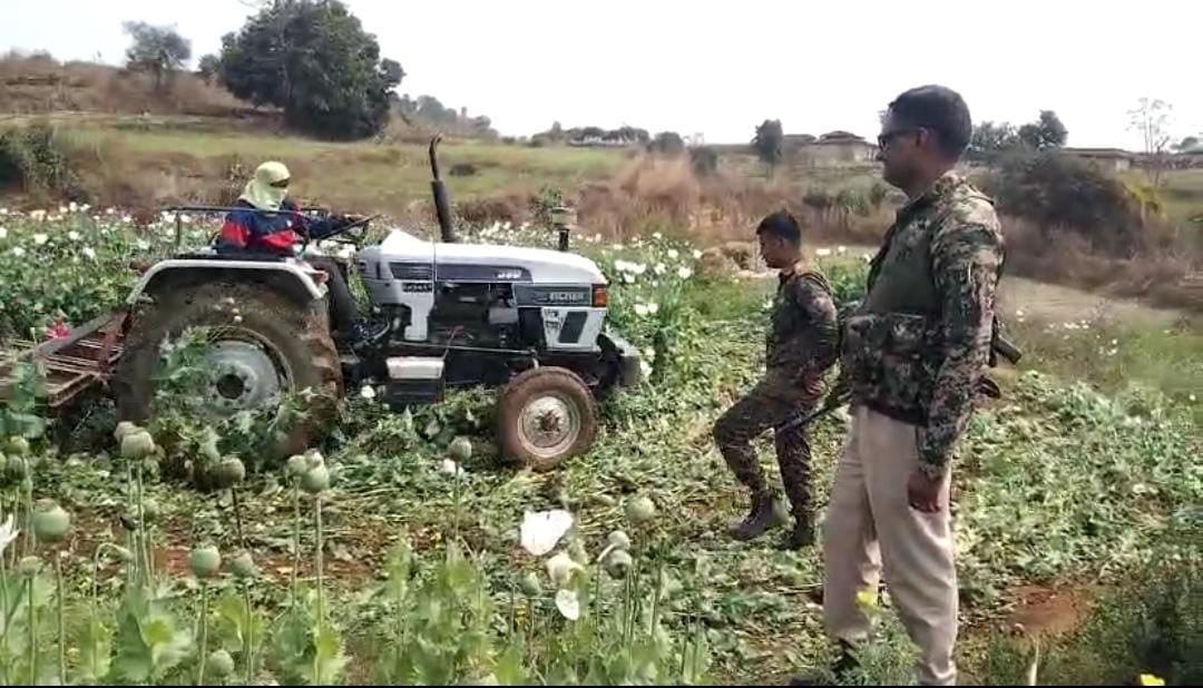 चतरा पुलिस ने तोड़ी नक्सलियों की कमर ! 20 एकड़ में फैली अफीम की फसल को किया नष्ट, पढ़ें एसडीपीओ ने क्या कहा
