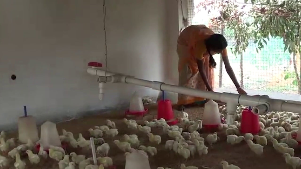 मुर्गी पालन कर आत्मनिर्भर बन रही है  गुमला की ग्रामीण महिलाएं