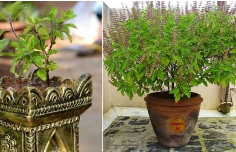 Vastu tips:यदि आपने घर की इस दिशा में लगाया है तुलसी का पौधा, तो तुरंत बदले दिशा, वरना हो जायेंगे बर्बाद