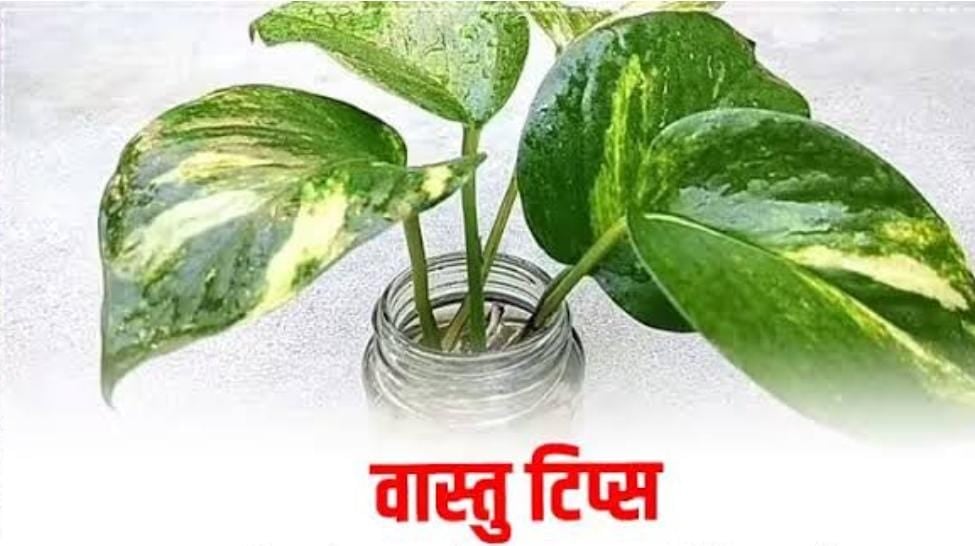 Vastu tips for money plant:यदि जमीन को छूती है आपके घर में लगी मनी प्लांट की बेल, तो हो जायें सावधान, तुरंत करें ये उपाय, वरना पाई- पाई को हो जायेंगे मोहताज