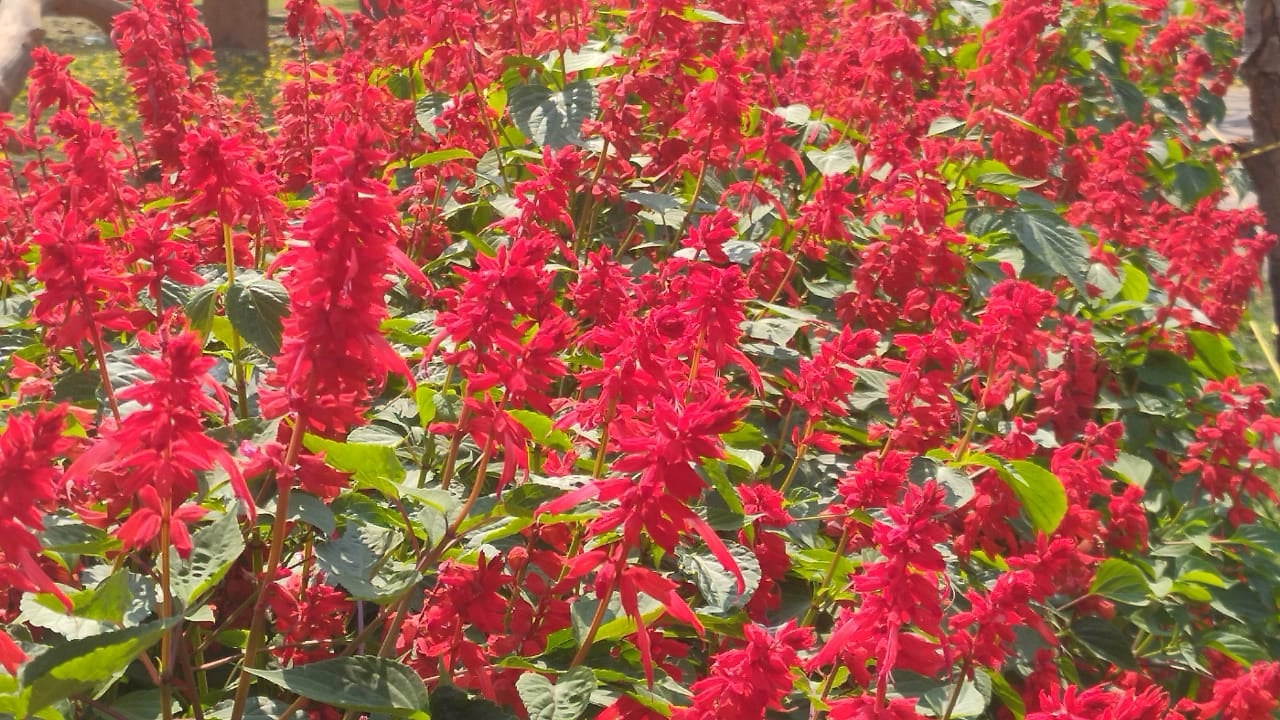 लौहनगरी में फूलों से गुलाल बनाने में जुटे कारीगर, ऑर्गेनिक गुलाल से नहीं होती स्किन डिजीज की समस्या, पढ़ें विस्तार से