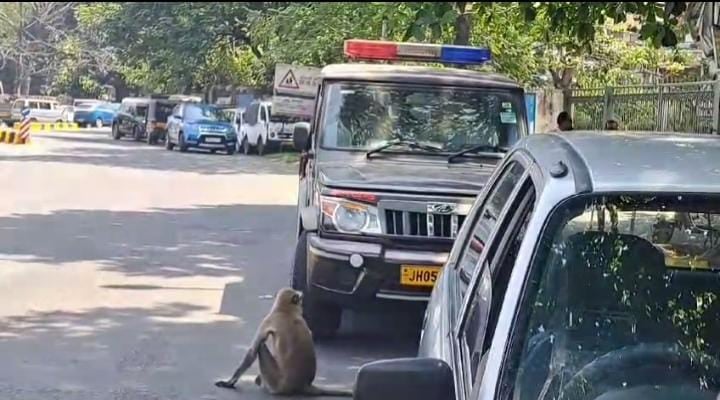 सावधान : जमशेदपुर में खुलेआम घूम रहे खूंखार जानवर! तेंदुआ के बाद अब लंगूर ने मचाया उत्पात, पढ़ें क्या कर रहा वन विभाग