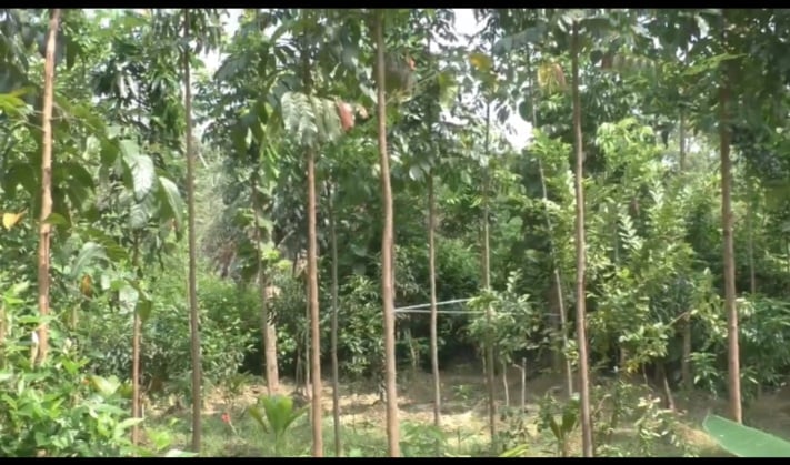 सैकड़ों पेड़ लगाकर 12 साल में बने करोडपति किसान, अब किसानों को आर्थिक रूप से बना रहे मजबूत