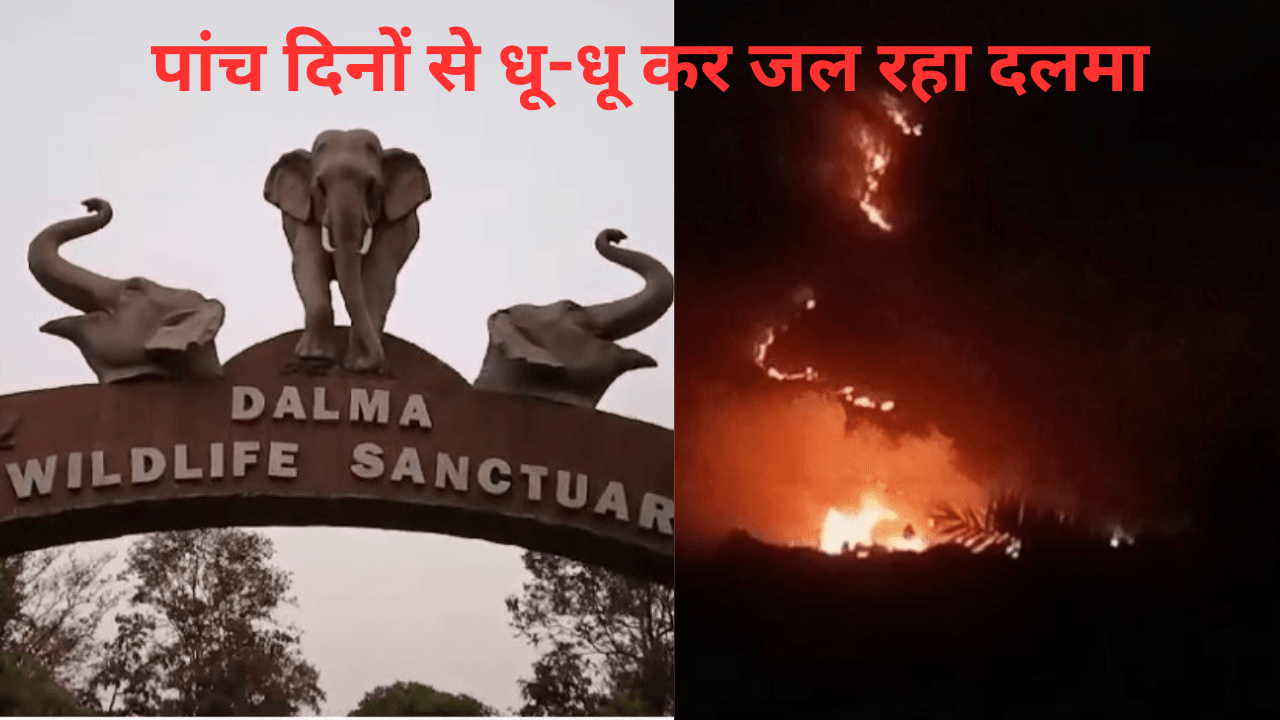 पांच दिनों से धू-धू कर जल रहा दलमा का 30 एकड़ जंगल, आग बुझाने में वन विभाग नाकाम, देखिए वीडियो