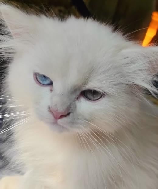 Dumka News : बिल्ली के मौत का मामला पंहुचा थाना ,   घेरे में डॉक्टर ! जानिए क्यों इतने गुस्से में है मालिक