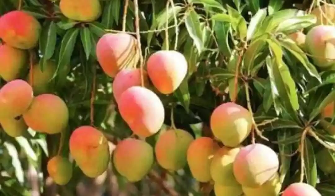 जर्दालू और मोदी आम को जबरदस्त टक्कर दे रहा है भागलपुर का 'लॉकडाउन आम'! पढ़ें कैसे हुआ इस किस्म का इजात