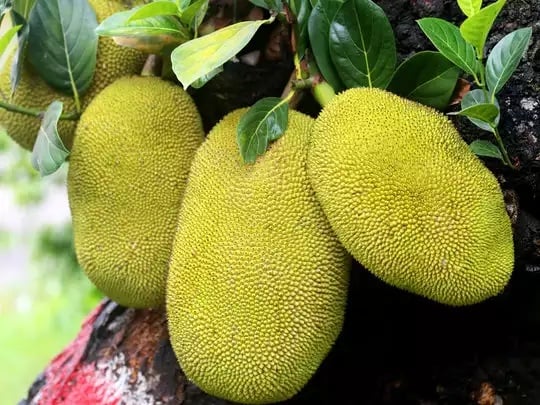 कटहल खाने के हैं ज़बरदस्त फायदे, इसमें छिपा है सेहत का भंडार, जानिए