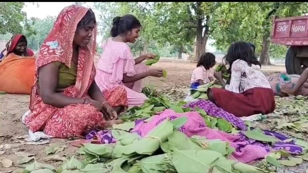 गढ़वा: बीड़ी पत्ता मजदूरों को 175 रुपए में दिन-रात कराया जाता है काम,उचित मज़दूरी नहीं मिलने से हैं दुखी