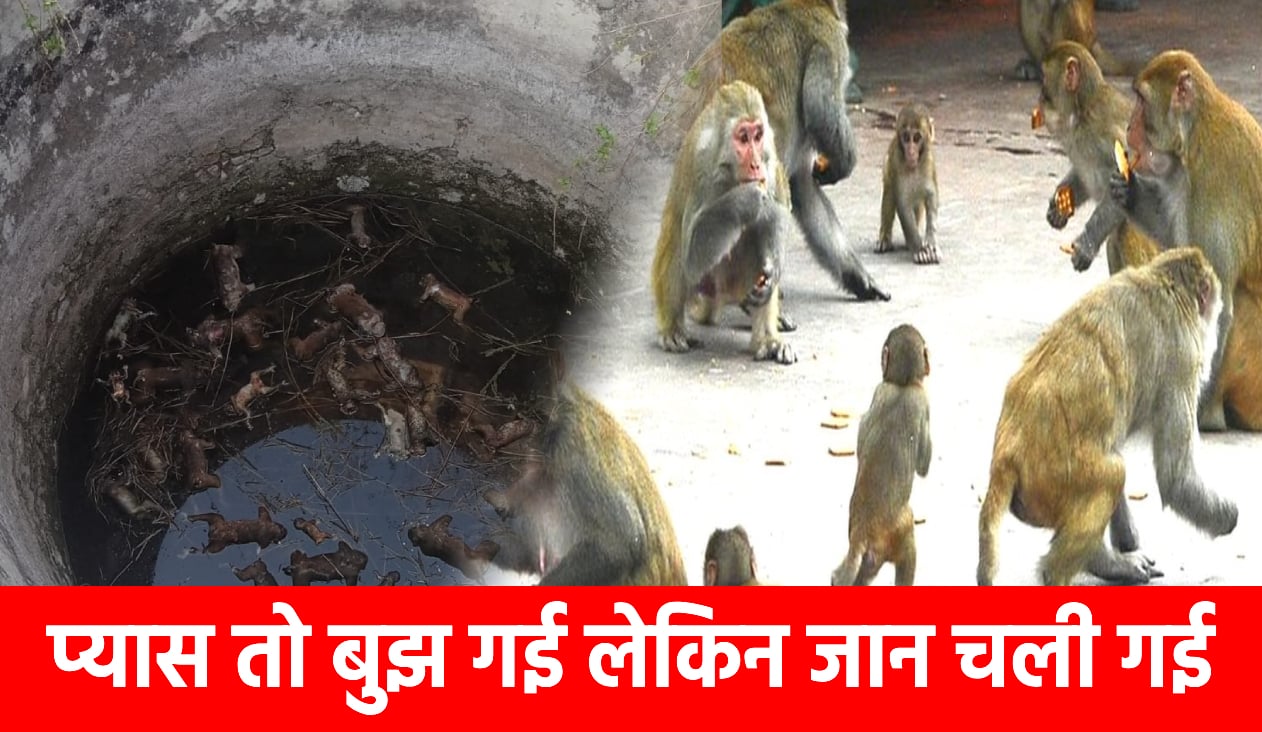 हे राम...ये क्या हो गया!पलामू में एक के बाद एक कुएं में गिरने 35 बंदर की मौत,इलाके में मातम