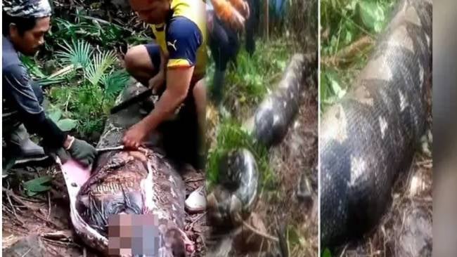 3 दिन से लापता महिला अजगर के पेट में मिली, देखिए कहां का है मामला