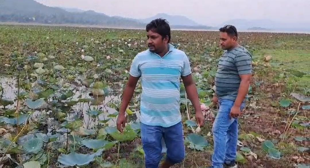 जमशेदपुर में गर्मी का कहर किसानों पर टूटा! कई एकड़ में लगे कमल का फूल हुआ बर्बाद