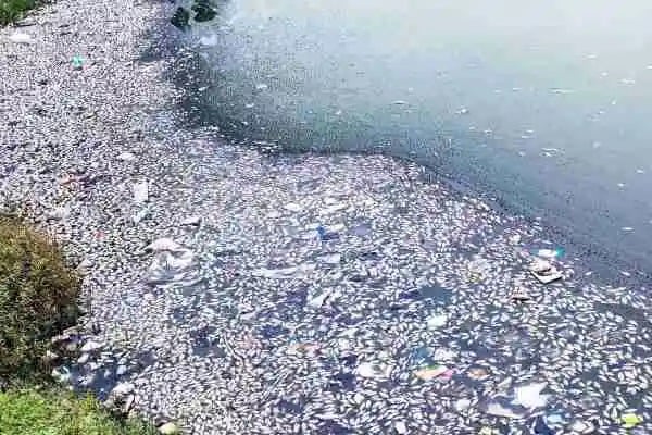 बागबेड़ा हरहरगुट्टू के एक तालाब मे एक साथ अचानक हुई हजारों मछलियों की मौत, मचा हड़कंप