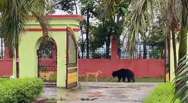 Bihar Tourism:वीटीआर में भालू और कुत्ते की अठखेलियों का दिखा अद्भुत नजारा, दोनों को साथ खेलता देख भाव विभोर हुए पर्यटक