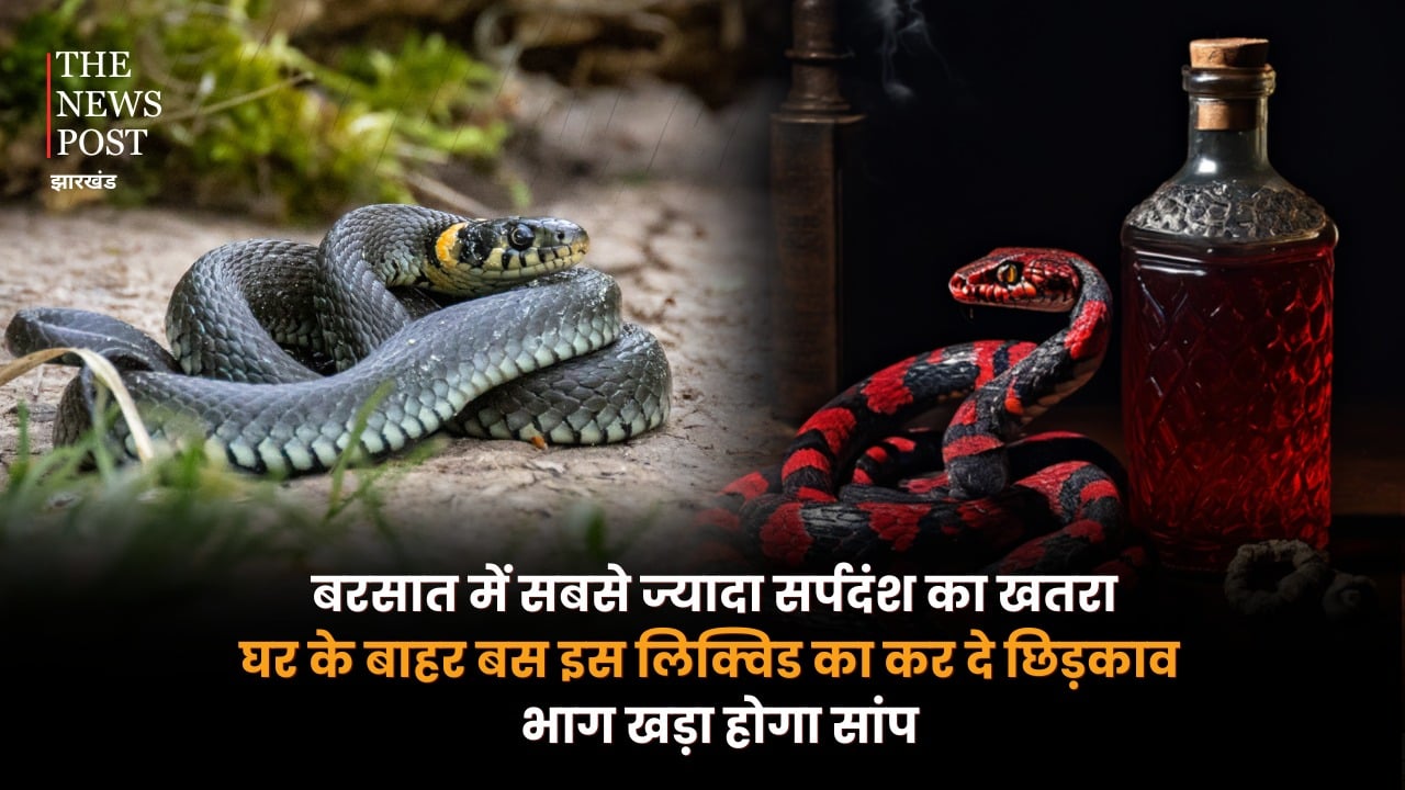 बरसात में सबसे ज्यादा सर्पदंश का खतरा, घर के बाहर बस इस लिक्विड का कर दें छिड़काव, भाग खड़ा होगा सांप