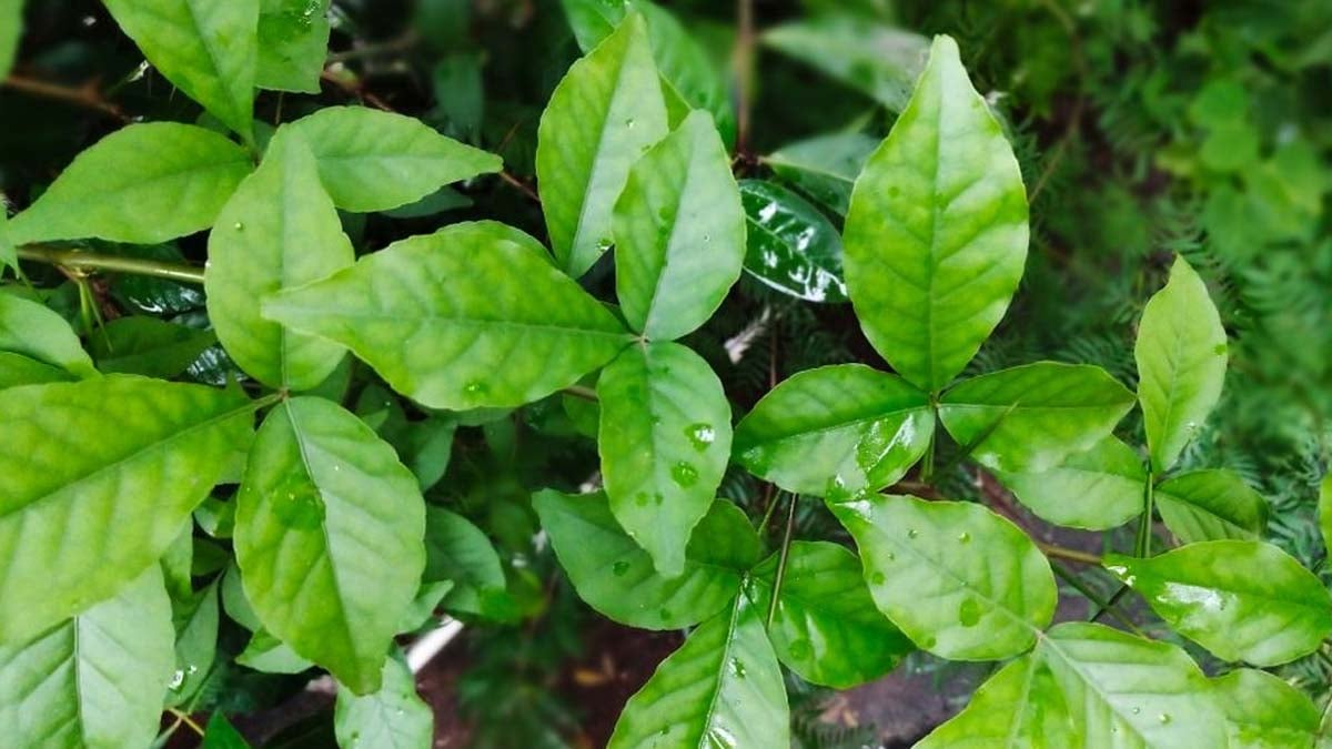 Health Tips: कई गंभीर रोगों का रामबाण इलाज है बेलपत्र, जानें इसे इस्तेमाल करने का तरीका