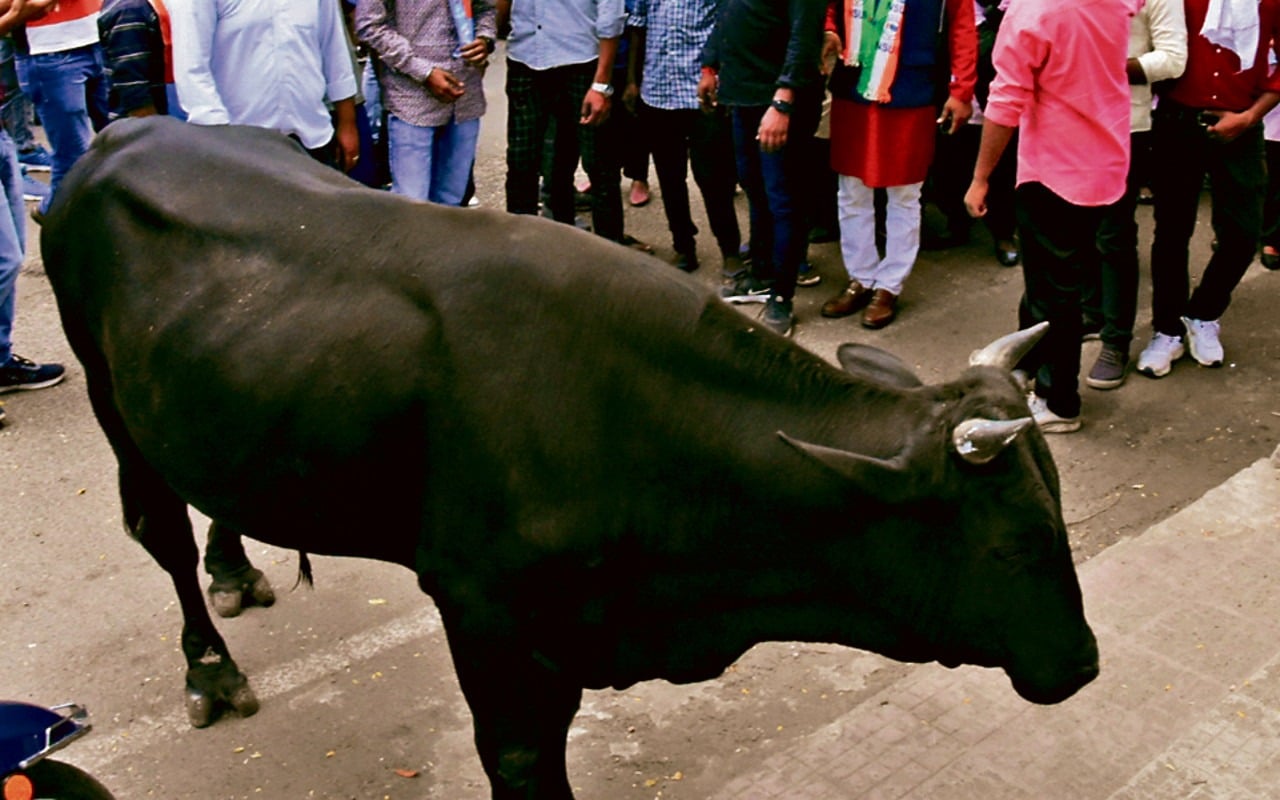 धनबाद शहर में सांड़ तो ग्रामीण इलाकों में हाथी क्यों मचा रहे उत्पात, पढ़िए इस रिपोर्ट में