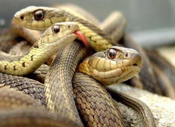 जहरीले सांप इन चार चीजों से भागते हैं कोसों दूर, पढ़ें इन चार चीजों के नाम और वजह