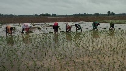 देर से आया मानसून कहीं बना किसानों के लिए संजीवनी तो कहीं किसानों के खेत हो रहे जलमग्न