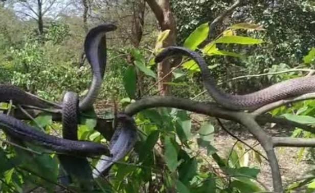 भूलकर भी घर के आस पास ना लगायें ये पांच पेड़ पौधा, वरना बरसात में सांपों के आतंक से हो जायेंगे परेशान, जानें पौधों के नाम